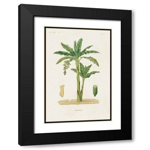 Antique Tree with Fruit III Black Modern Wood Framed Art Print with Double Matting by Unknown