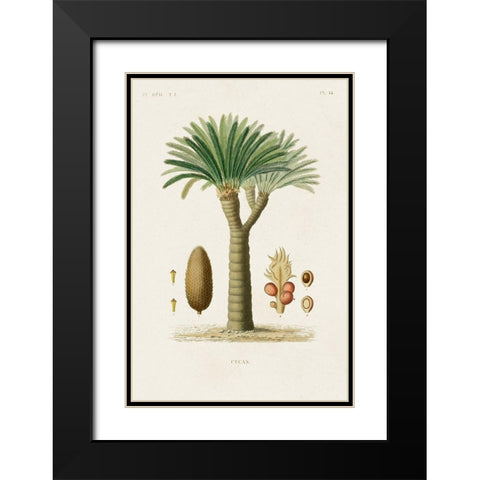 Antique Tree with Fruit V Black Modern Wood Framed Art Print with Double Matting by Unknown