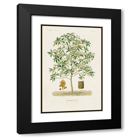 Antique Tree with Fruit VI Black Modern Wood Framed Art Print with Double Matting by Unknown