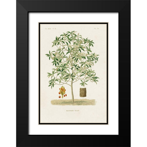 Antique Tree with Fruit VI Black Modern Wood Framed Art Print with Double Matting by Unknown