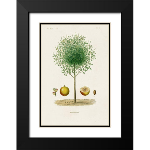 Antique Tree with Fruit VII Black Modern Wood Framed Art Print with Double Matting by Unknown