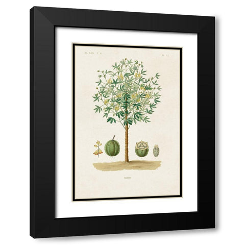 Antique Tree with Fruit VIII Black Modern Wood Framed Art Print with Double Matting by Unknown