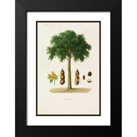 Antique Tree with Fruit IX Black Modern Wood Framed Art Print with Double Matting by Unknown