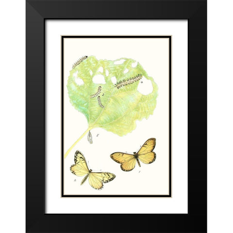 Antique Butterflies and Leaves II Black Modern Wood Framed Art Print with Double Matting by Vision Studio