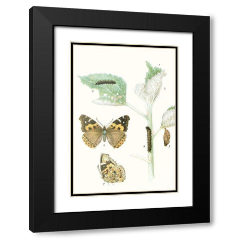 Antique Butterflies and Leaves III Black Modern Wood Framed Art Print with Double Matting by Vision Studio