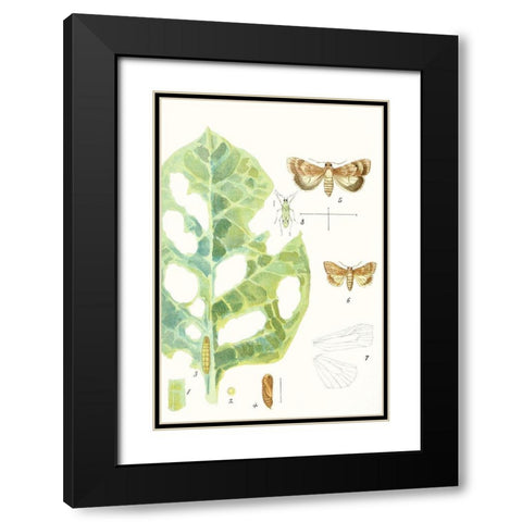 Antique Butterflies and Leaves IV Black Modern Wood Framed Art Print with Double Matting by Vision Studio