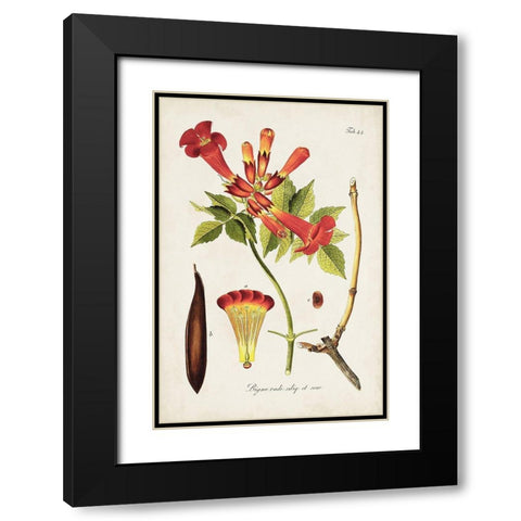 Tropical Trumpet Flowers I Black Modern Wood Framed Art Print with Double Matting by Unknown