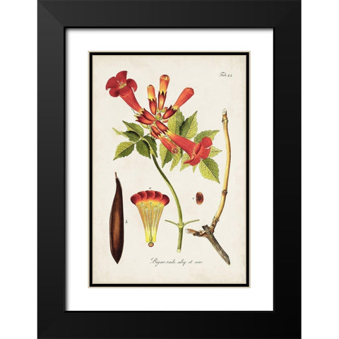 Tropical Trumpet Flowers I Black Modern Wood Framed Art Print with Double Matting by Unknown