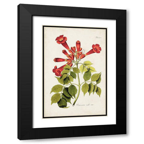 Tropical Trumpet Flowers II Black Modern Wood Framed Art Print with Double Matting by Unknown