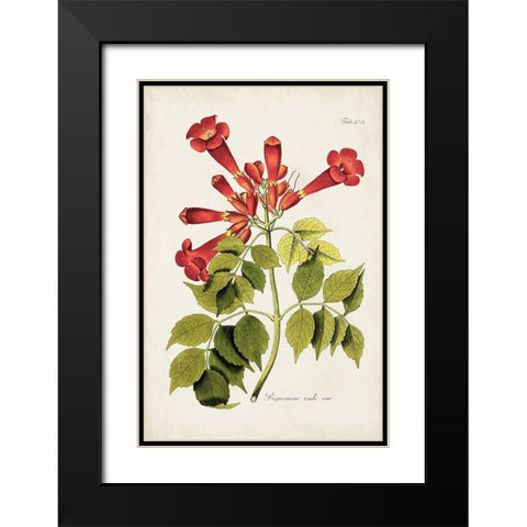 Tropical Trumpet Flowers II Black Modern Wood Framed Art Print with Double Matting by Unknown