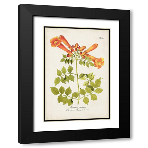 Tropical Trumpet Flowers III Black Modern Wood Framed Art Print with Double Matting by Unknown