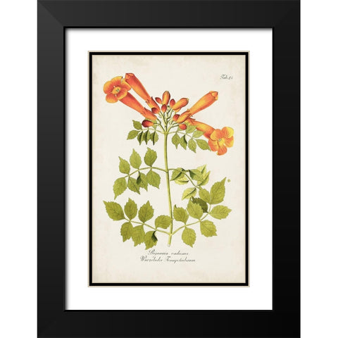 Tropical Trumpet Flowers III Black Modern Wood Framed Art Print with Double Matting by Unknown