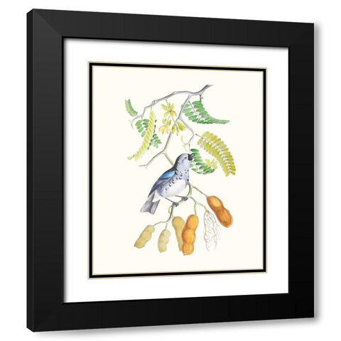 Cuvier Bird And Habitat II Black Modern Wood Framed Art Print with Double Matting by Cuvier, Georges