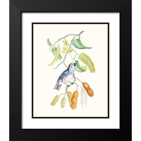 Cuvier Bird And Habitat II Black Modern Wood Framed Art Print with Double Matting by Cuvier, Georges
