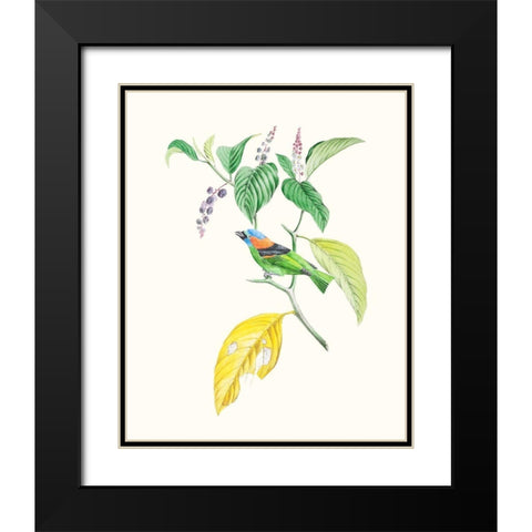 Cuvier Bird And Habitat IV Black Modern Wood Framed Art Print with Double Matting by Cuvier, Georges