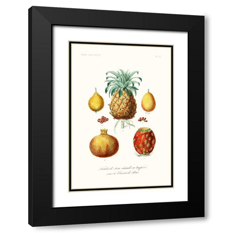 Fruit And Vegetable Varieties V Black Modern Wood Framed Art Print with Double Matting by Unknown
