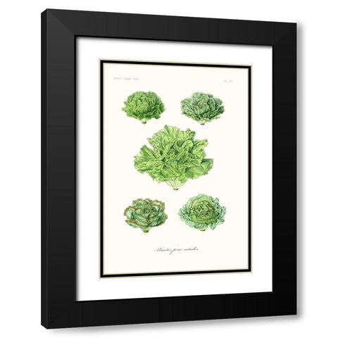 Fruit And Vegetable Varieties VII Black Modern Wood Framed Art Print with Double Matting by Unknown