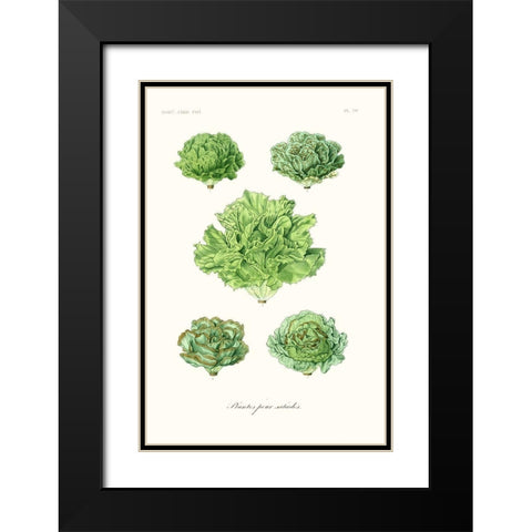 Fruit And Vegetable Varieties VII Black Modern Wood Framed Art Print with Double Matting by Unknown