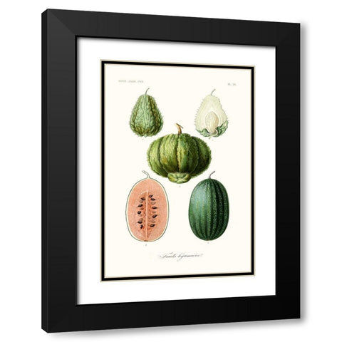 Fruit And Vegetable Varieties VIII Black Modern Wood Framed Art Print with Double Matting by Unknown