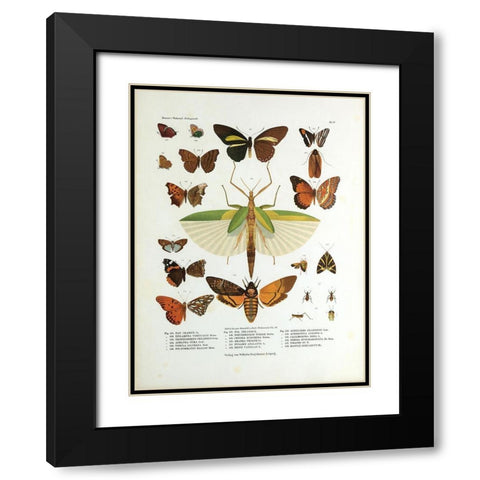 Winged Nature I Black Modern Wood Framed Art Print with Double Matting by Unknown