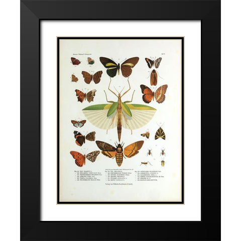 Winged Nature I Black Modern Wood Framed Art Print with Double Matting by Unknown