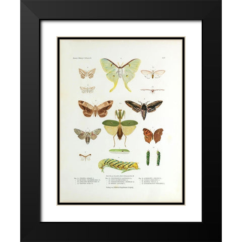 Winged Nature II Black Modern Wood Framed Art Print with Double Matting by Unknown