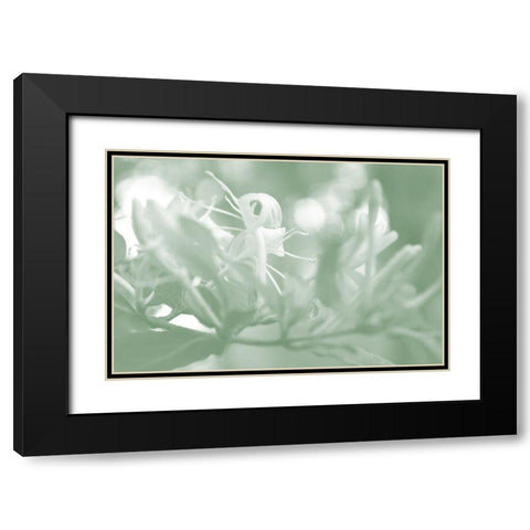 Honeysuckle Summer I Black Modern Wood Framed Art Print with Double Matting by Chandler, Sharon