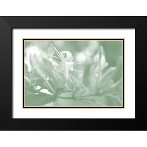 Honeysuckle Summer I Black Modern Wood Framed Art Print with Double Matting by Chandler, Sharon