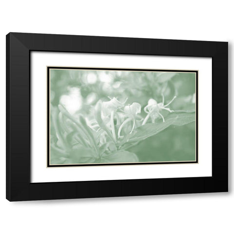 Honeysuckle Summer II Black Modern Wood Framed Art Print with Double Matting by Chandler, Sharon