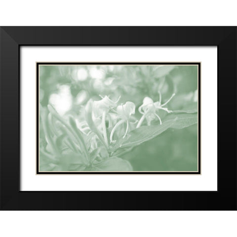 Honeysuckle Summer II Black Modern Wood Framed Art Print with Double Matting by Chandler, Sharon