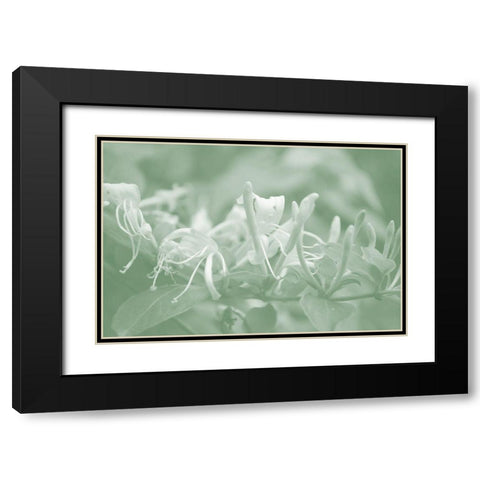 Honeysuckle Summer III Black Modern Wood Framed Art Print with Double Matting by Chandler, Sharon