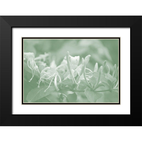Honeysuckle Summer III Black Modern Wood Framed Art Print with Double Matting by Chandler, Sharon