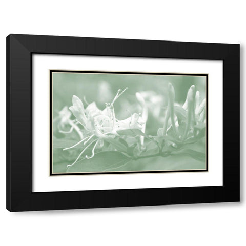 Honeysuckle Summer IV Black Modern Wood Framed Art Print with Double Matting by Chandler, Sharon