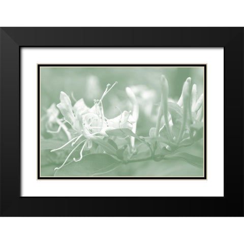 Honeysuckle Summer IV Black Modern Wood Framed Art Print with Double Matting by Chandler, Sharon