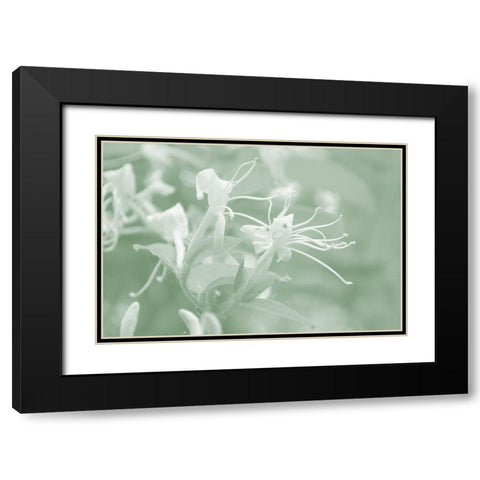 Honeysuckle Summer V Black Modern Wood Framed Art Print with Double Matting by Chandler, Sharon