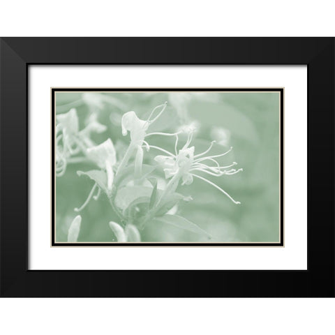 Honeysuckle Summer V Black Modern Wood Framed Art Print with Double Matting by Chandler, Sharon