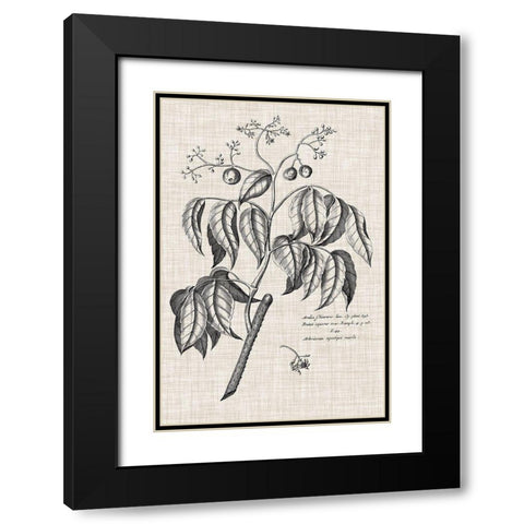Custom Black And Oatmeal Linen Botanical IX Black Modern Wood Framed Art Print with Double Matting by Vision Studio