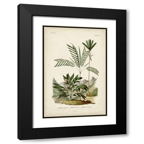Antique Palm Collection I Black Modern Wood Framed Art Print with Double Matting by DOrbigny, M. Charles