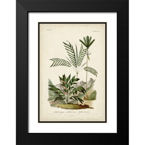 Antique Palm Collection I Black Modern Wood Framed Art Print with Double Matting by DOrbigny, M. Charles