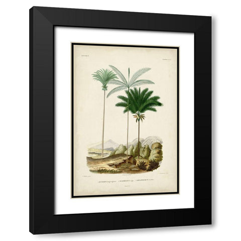 Antique Palm Collection II Black Modern Wood Framed Art Print with Double Matting by DOrbigny, M. Charles