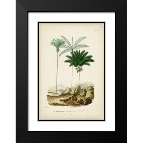 Antique Palm Collection II Black Modern Wood Framed Art Print with Double Matting by DOrbigny, M. Charles