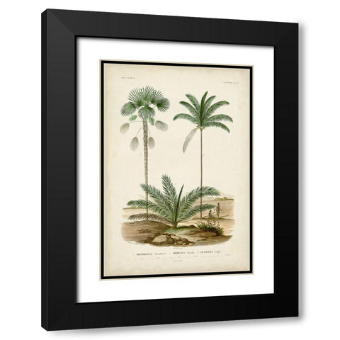 Antique Palm Collection V Black Modern Wood Framed Art Print with Double Matting by DOrbigny, M. Charles
