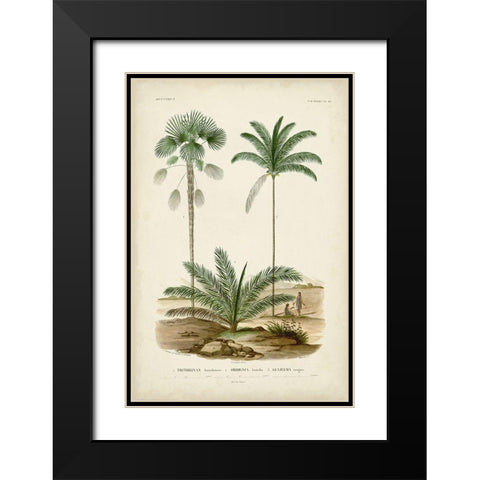 Antique Palm Collection V Black Modern Wood Framed Art Print with Double Matting by DOrbigny, M. Charles