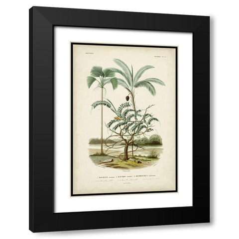 Antique Palm Collection VI Black Modern Wood Framed Art Print with Double Matting by DOrbigny, M. Charles