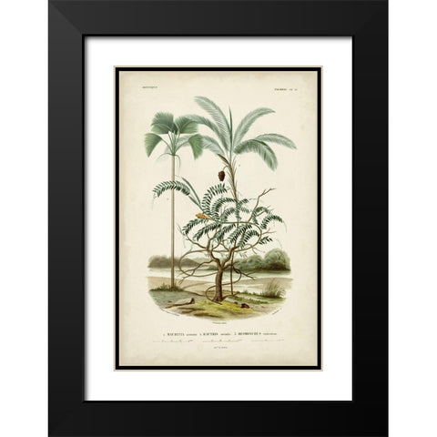 Antique Palm Collection VI Black Modern Wood Framed Art Print with Double Matting by DOrbigny, M. Charles