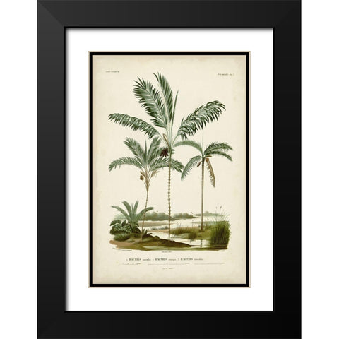 Antique Palm Collection VII Black Modern Wood Framed Art Print with Double Matting by DOrbigny, M. Charles
