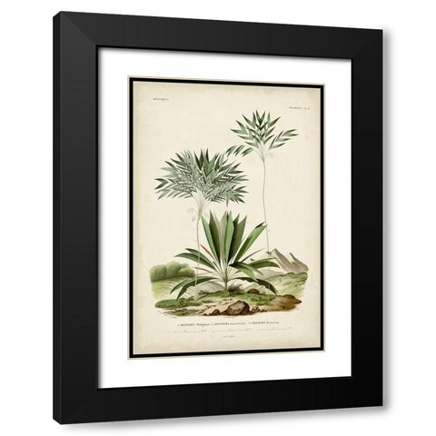 Antique Palm Collection VIII Black Modern Wood Framed Art Print with Double Matting by DOrbigny, M. Charles