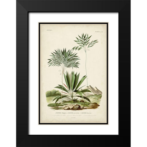 Antique Palm Collection VIII Black Modern Wood Framed Art Print with Double Matting by DOrbigny, M. Charles