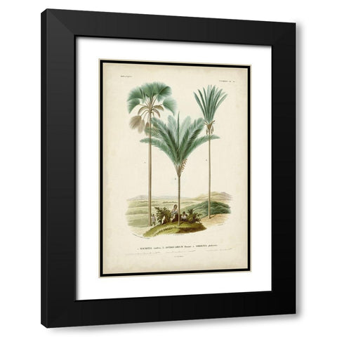 Antique Palm Collection IX Black Modern Wood Framed Art Print with Double Matting by DOrbigny, M. Charles