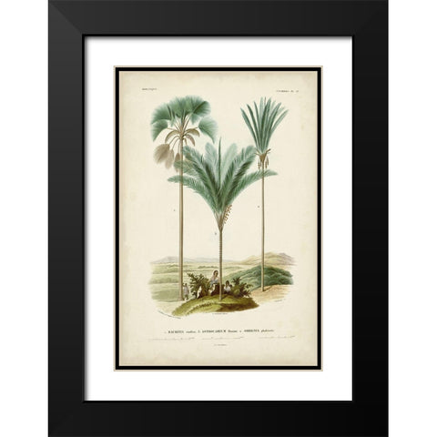 Antique Palm Collection IX Black Modern Wood Framed Art Print with Double Matting by DOrbigny, M. Charles